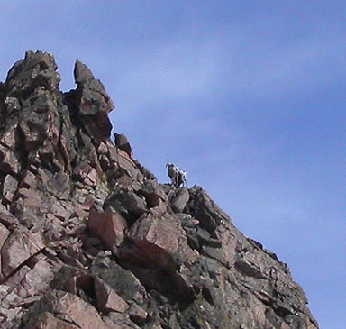 Sheep posing on the southeast ridge of Island Lake Peak