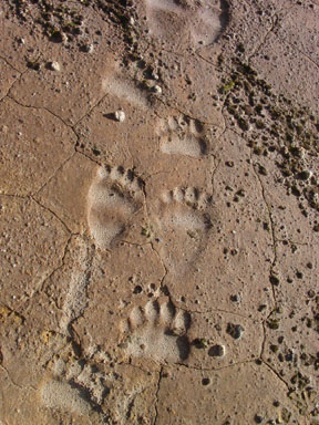 Bear tracks near Novarupta